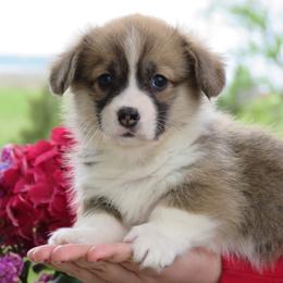 Basset Hound and Pembroke Welsh Corgi Puppies from Northstar Corgis and Basset Hounds