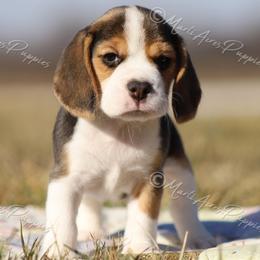 AKC 'Lacey' - Black tan and white female Beagle puppy in Lamar, Missouri from Marti Acres ~ Boston Terrier & Beagles