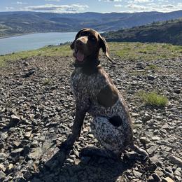 Huck - German Shorthaired Pointer