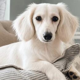 Halo - Dachshund