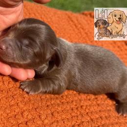 Dachshund Puppies from L&L Dachshunds