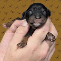 Male 1 - Black and tan male Cavapoo puppy in Coshocton, Ohio from Forever Family Puppies