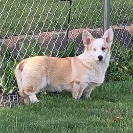 Bijou - Pembroke Welsh Corgi
