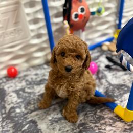 Mint Collar girl - Cream female Goldendoodle puppy in Charlestown, Indiana from Mini Goldendoodle Paws 🐾