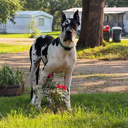 Laramie - Great Dane