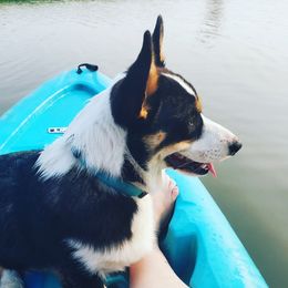 Bjorn - Pembroke Welsh Corgi