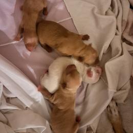Girl 1 - Chihuahua puppy in Spring Hill, Florida from Restoration Pups /Penni