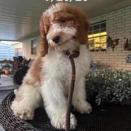 Orange Collar Male - aka Orange Beach, Alabama - Parti male Goldendoodle puppy in Eunice, Louisiana from Maison De Pawz