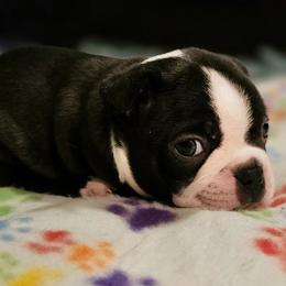 Girl 2-reserved - Black and white female Boston Terrier puppy in South Of Boston, Massachusetts from Boston Collections