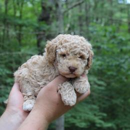 Brew - Cream male Goldendoodle puppy in Shushan, New York from Barnwood Doodles