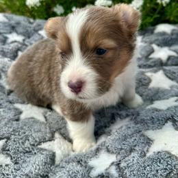 White Collar Boy Gem - White and red male Pembroke Welsh Corgi puppy in Paris, Kentucky from Flat Run Corgis
