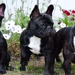 BunBun - French Bulldog