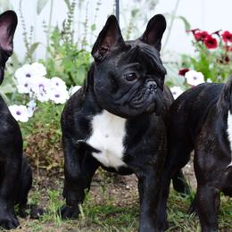 BunBun - French Bulldog