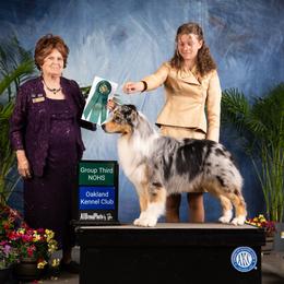 Finley - Australian Shepherd