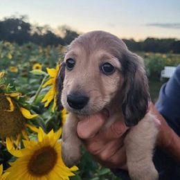 Buddy - Cream male Dachshund puppy in Goshen, Indiana from Knollbrook Farm