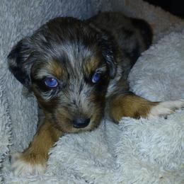 Parsley - Blue merle female Australian Shepherd puppy in Charlotte, North Carolina from Tranquility Trail Aussies
