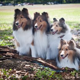 Shetland Sheepdog All Grown Up from Chuting Stars Shelties (from the Mystique sheltie line)