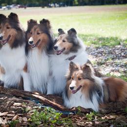 Shetland Sheepdog All Grown Up from Chuting Stars Shelties (from the Mystique sheltie line)