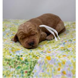 Picholine - Red male Australian Labradoodle puppy in Sacramento, California from Little Farmstead Labradoodles