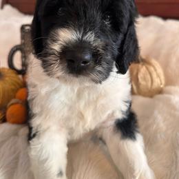 Coconut - Parti male Goldendoodle puppy in Greensboro, Georgia from B’s Doodles