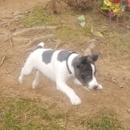 Rat Terrier Puppies from Live Wire Rat Terriers