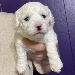 Kemoff - White male Bichon Frise puppy in Cave City, Kentucky from Loretta's Pups