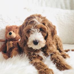 Bernedoodle and Goldendoodle Puppies from Heartfelt GoldenDoodles