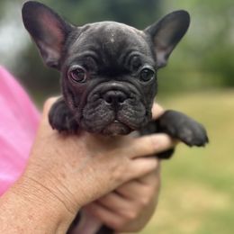 Black and Tan Coonhound and French Bulldog Puppies from Kalan Kennel