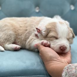 Elara - Gold female Border Collie puppy in Conway, Missouri from 2J 2K Border Collies | Maremma Sheepdogs