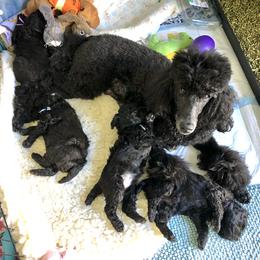 Poodle Puppies from Linden Poodles