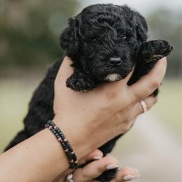 Pepper - Black and white male Aussiedoodle puppy in Lake City, Florida from North Florida Poodles and Doodles
