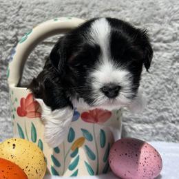 Havanese Puppies from Nevin Keeney