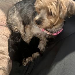 Yorkshire Terrier All Grown Up from Yorkie Love