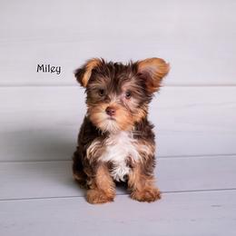 Yorkshire Terrier Puppies from Our Yorkie Corner