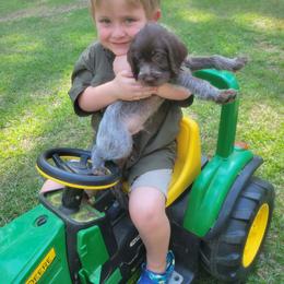 Male 1 - Brown and gray male Wirehaired Pointing Griffon puppy in Maiden, North Carolina from Saint Barbara's Wirehaired Pointing Griffons