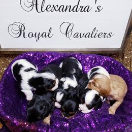 Cavalier King Charles Spaniel Puppies from Alexandra's Royal Cavaliers