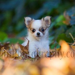 Chihuahua Puppies from Toyville Chihuahuas