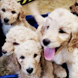 Goldendoodles from D&D_Doodles of Gresham