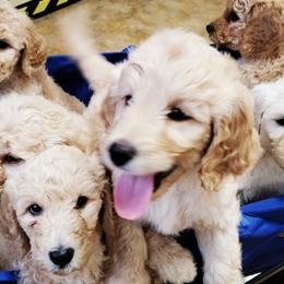 Goldendoodles from D&D_Doodles of Gresham