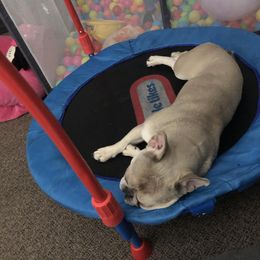 Lavender - French Bulldog