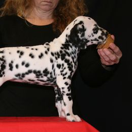 Dalmatian Puppies from D'vine Dalmatians