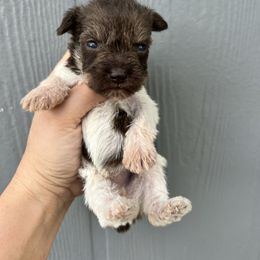 Cici - Liver female Miniature Schnauzer puppy in Chattanooga, Tennessee from Oodles of Cuties!