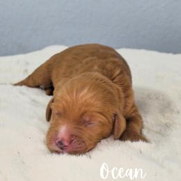 Boy 4 - male Goldendoodle puppy in Sugar Land, Texas from Sugar Doodles