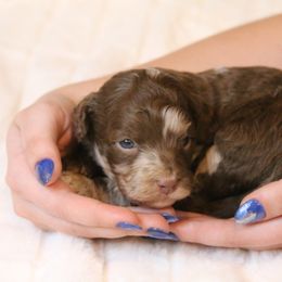 Aussiedoodle Puppies from Aspen River Doodles