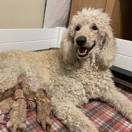 Labradoodle and Poodle Puppies from Skylark Legacy Farm Poodles & Doodles