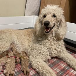 Labradoodle and Poodle Puppies from Skylark Legacy Farm Poodles & Doodles