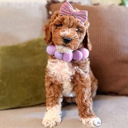 Viper - Apricot female Goldendoodle puppy in Garden Grove, California from Sunkissed Doodles