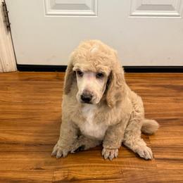 Cream boy - Cream male Poodle puppy in Groveland, Florida from Feathers and Hooves Buckley Farms