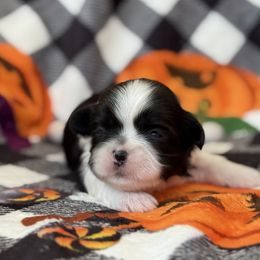 Sarah - Black and white female Shih Tzu puppy in Paintsville, Kentucky from Molly B's ShihTzus