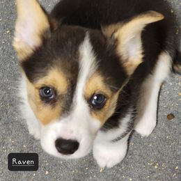 American Corgi Puppies from Wigglebutts American Corgis